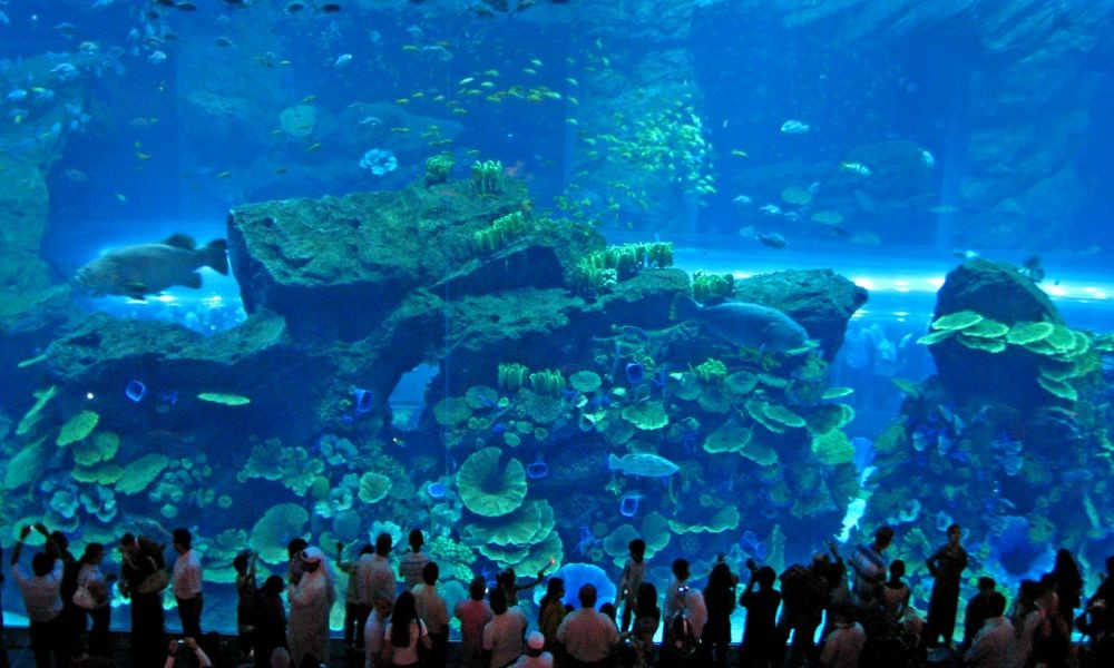 dubai-aquarium-and-underwater-zoo-dubai